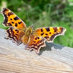 Meet your Posher, Posh